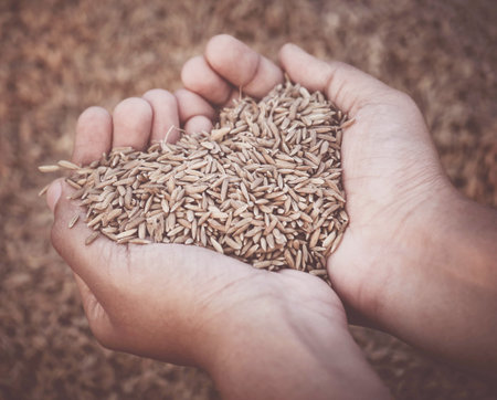 Hand holding golden newly harvested paddy seeds in Indian subcontinentの写真素材