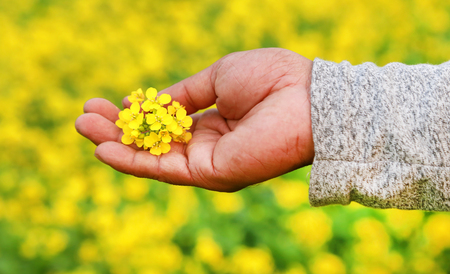 Hand holding ayurvedic mustard flowers outdoorの写真素材