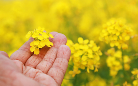 Hand holding ayurvedic mustard flowers outdoorの写真素材