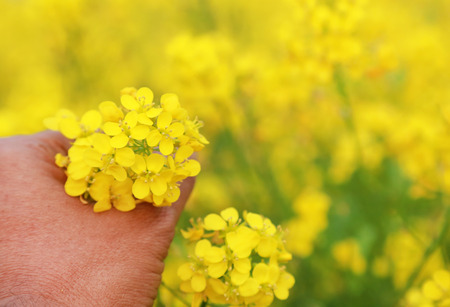 Hand holding ayurvedic mustard flowers outdoorの写真素材