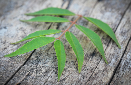 Curry Leaves on wooden surfaceの写真素材
