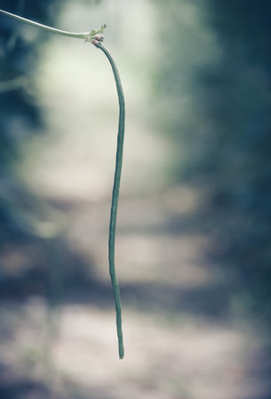 Yard long bean in gardenの写真素材