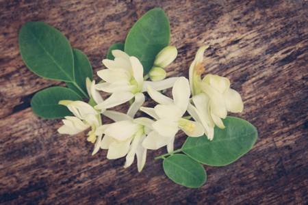 Medicinal moringa flower with green leaves in timber surfaceの写真素材