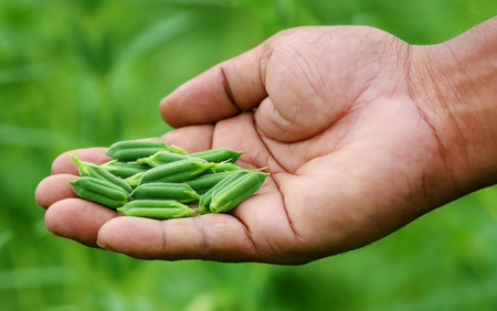 Sesame pods holding by hand in gardenの写真素材