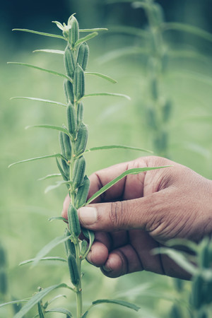 Sesame pods holding by hand in gardenの写真素材