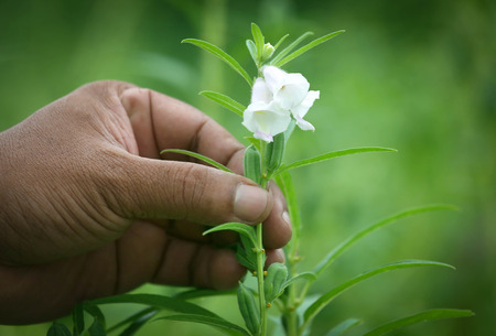 Sesame pods holding by hand in gardenの写真素材