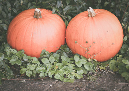 Two pumpkins in a garden outdoorの写真素材