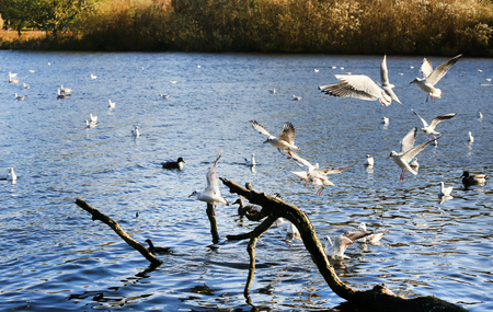 Flock of seagulls at Utterslev Mose in Copenhagen, Denmarkの写真素材