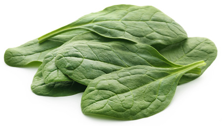 Fresh Spinach over white backgroundの写真素材
