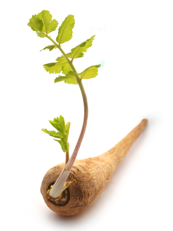 Carrot with newly grown leaves over whiteの写真素材