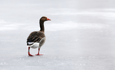 Greylag goose on frozen lake outdoorの写真素材