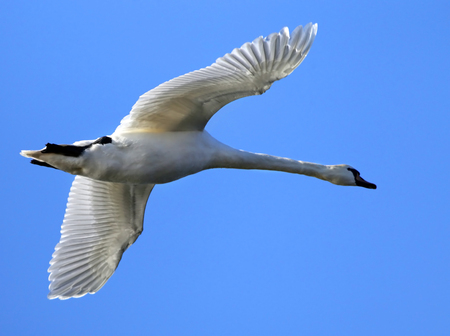 Mute Swan that is the national bird of Denmark famous for fairy tales in flightの写真素材