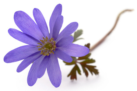 Anemone Blanda Blue Shades or Grecian Windflowers の写真素材