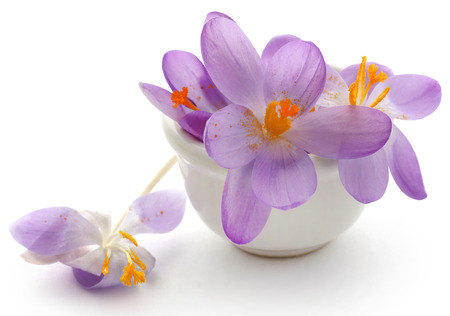 Saffron crocus flower over white backgroundの写真素材