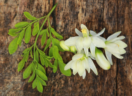 Edible moringa flower with green leaves in timber surfaceの写真素材