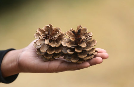 Hand holding pine cone nature outdoor