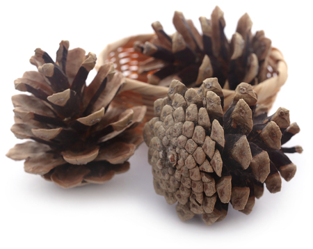 Pinecone isolated over white backgroundの写真素材