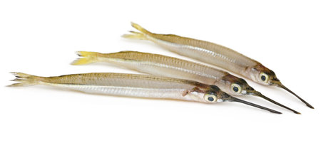 Needlefish of fresh water over white backgroundの写真素材