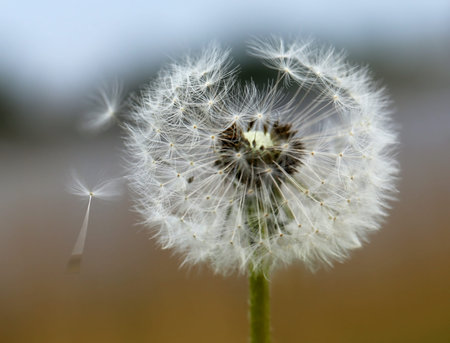 Closeup of Dandelion seeds outdoor