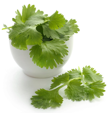 Fresh coriander leaves in a bowl over white backgroundの写真素材