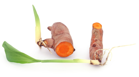 Baby turmeric plant over white backgroundの写真素材
