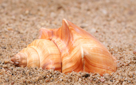 Close up of snail in a sea beach