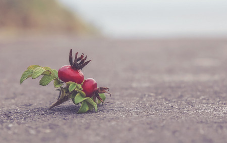 Beach rose near seabeach as vintage touchの写真素材