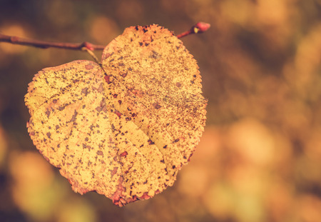 Colorful autumn leaf in the forest at early October Denmarkの写真素材