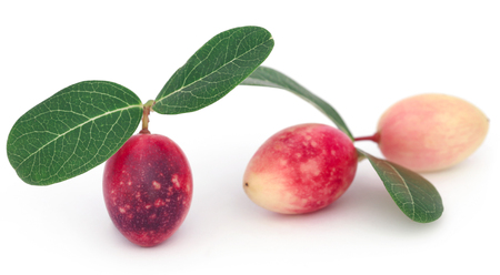 Koromcha or Carandas fruit on white backgroundの写真素材