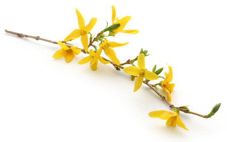Bunch of fresh forsythia over white backgroundの写真素材