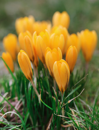 Yellow crocus in a garden