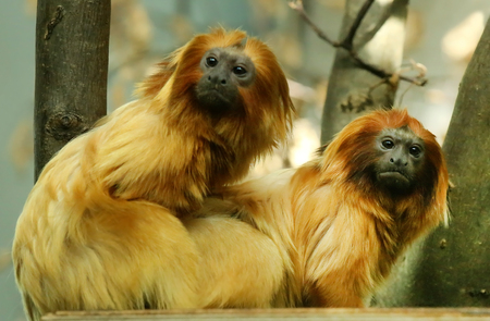 Golden lion tamarin one of the smallest rare monkey native to Brazilの写真素材