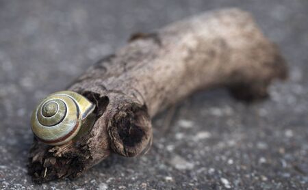 Closeup of a snail in a bogwoon on streetの写真素材