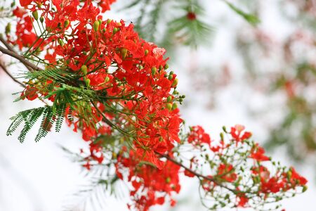 Delonix regia or Krishnachura outdoor in Bangladeshの写真素材