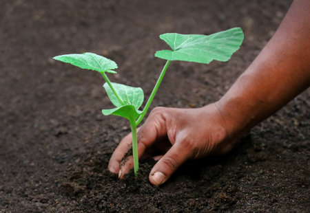 Seedling of a bottle gourd in hand for planting