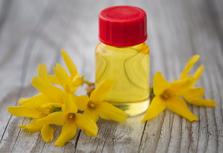 Forsythia with essential oil in a bottle as herbal medicine