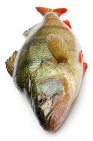 European Perch over white background
