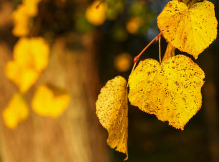 Autumn leaf in a forest of Denmarkの写真素材