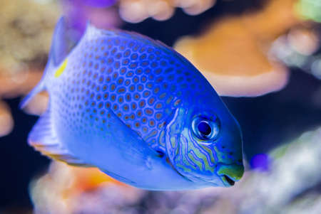 Goldlined spinefoot in Copenhagen aquariumの写真素材