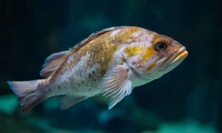 Canary rockfish in Copenhagen aquariumの写真素材