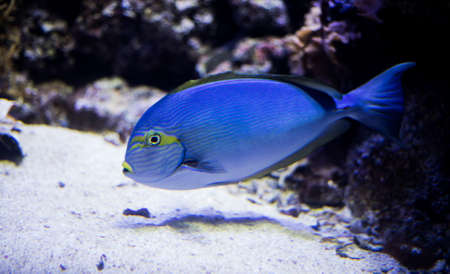 Sohal surgeonfish in Copenhagen aquariumの写真素材