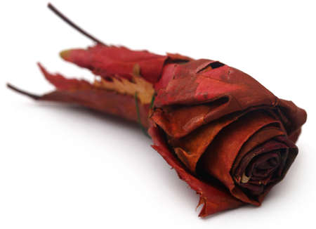 Dry rose buds as a symbol of Christmasの写真素材