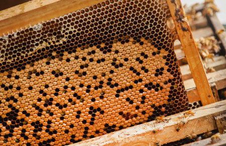 Bee hive or bee nest where honey is harvested locally in Bangladesh