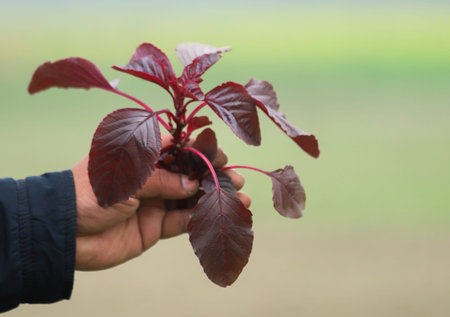 Hand holding red amaranth freshly harvestedの写真素材