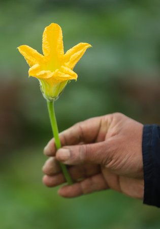 Edible pumpkin flower fresh and harvestedの写真素材