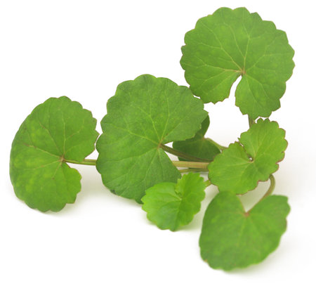 Ayurvedic thankuni or gtu kola over white backgroundの写真素材