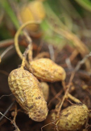 Freshly harvested peanut in a gardenの写真素材