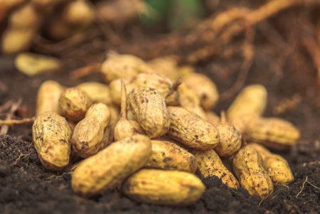 Freshly harvested peanut in a garden
