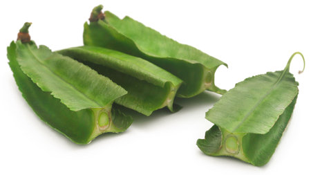 Winged bean fresh and organic over white backgroundの写真素材