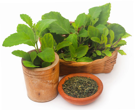 Dried and fresh medicinal tulsi leaves over white backgroundの写真素材